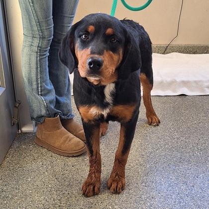 Gwen, Adoptable, Adult Female Bernese Mountain Dog & Rottweiler.