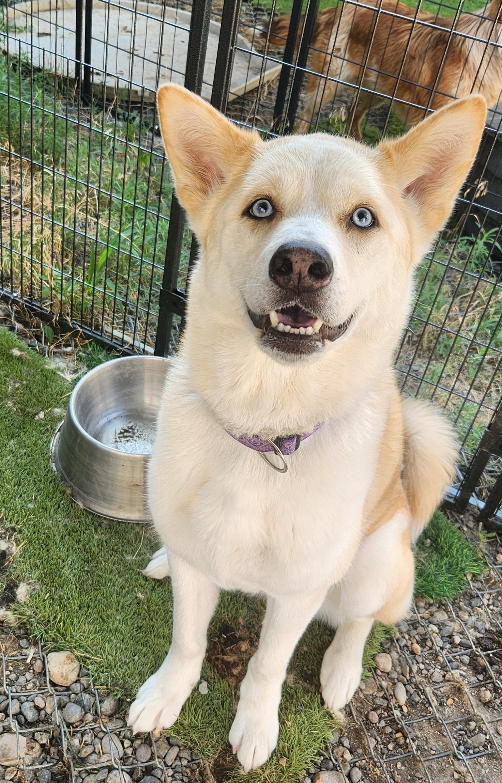 Skye, adopted, Adult Female Husky.