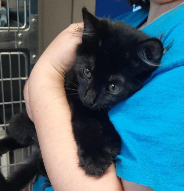 Dale, a Adoptable Domestic Medium Hair in Georgetown, OH image 1/2