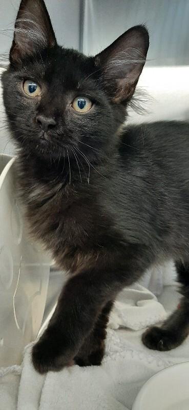 Dale, a Adoptable Domestic Medium Hair in Georgetown, OH image 2/2