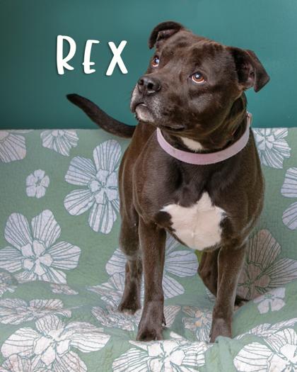 Rex, Adoptable, Adult Male Pit Bull Terrier & Mixed Breed.