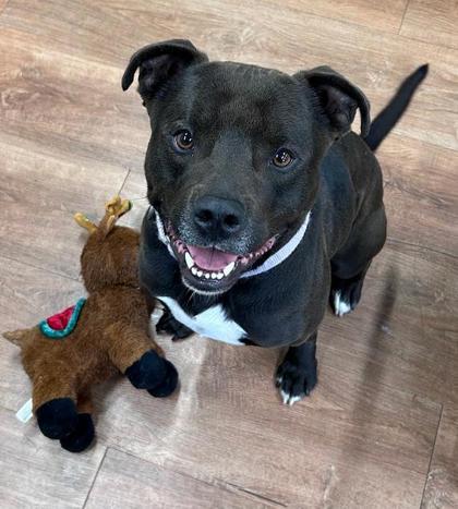 Enlarge Rex, a Adoptable mixed breed in Savannah, GA image 2/3