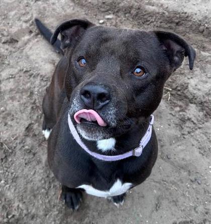 Enlarge Rex, a Adoptable mixed breed in Savannah, GA image 3/3