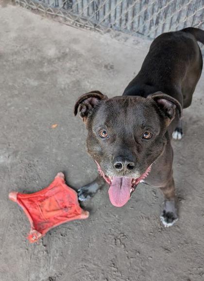 Enlarge Rex, a Adoptable mixed breed in Savannah, GA image 2/3