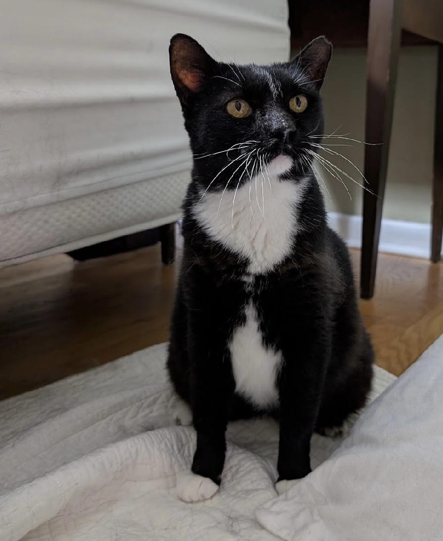 Enlarge Nike, Goddess of Victory, a Adoptable Domestic Short Hair in Alexandria, VA image 5/6