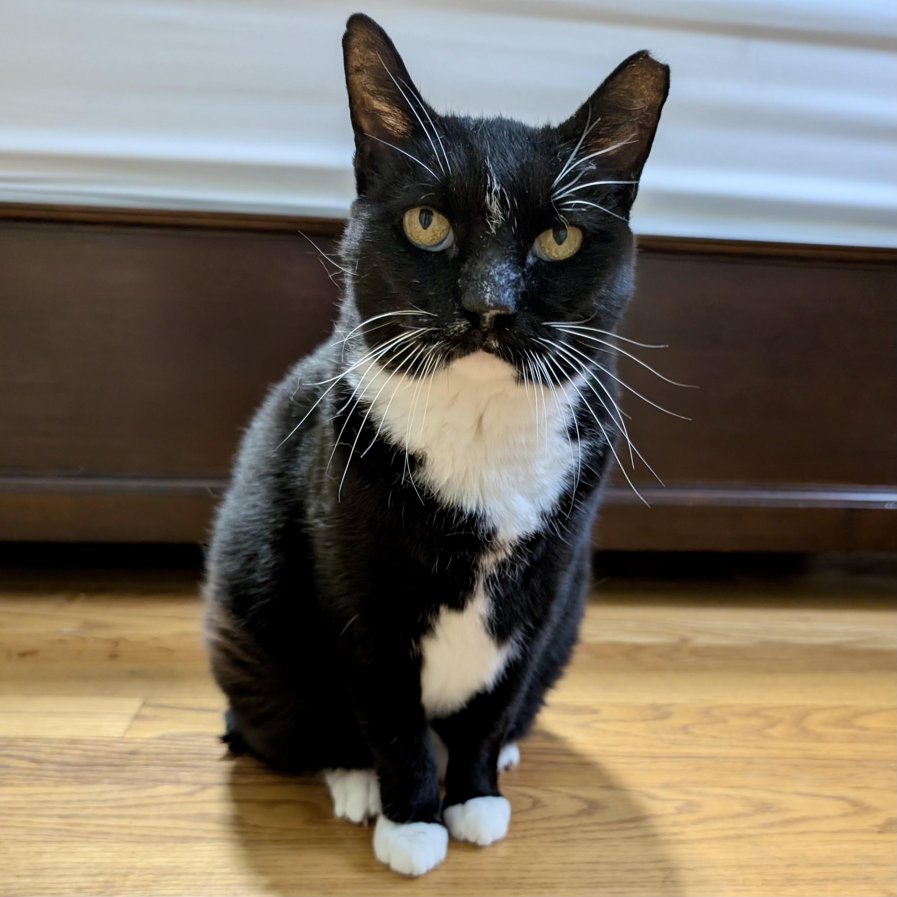 Enlarge Nike, Goddess of Victory, a Adoptable Domestic Short Hair in Alexandria, VA image 2/6