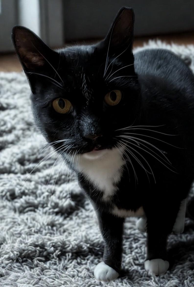 Enlarge Nike, Goddess of Victory, a Adoptable Domestic Short Hair in Alexandria, VA image 3/6