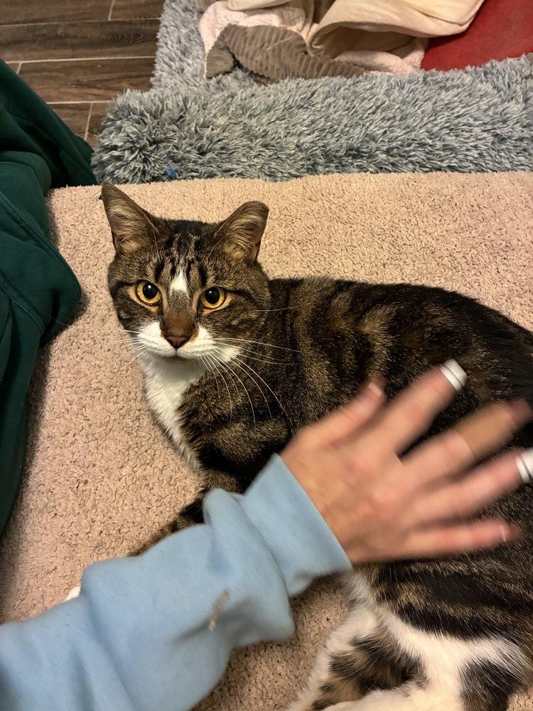 Wobbles, Adoptable, Adult Female Domestic Short Hair.