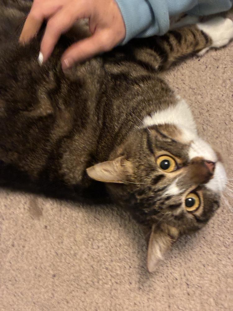 Wobbles, a Adoptable Domestic Short Hair in Randolph, MA image 2/3