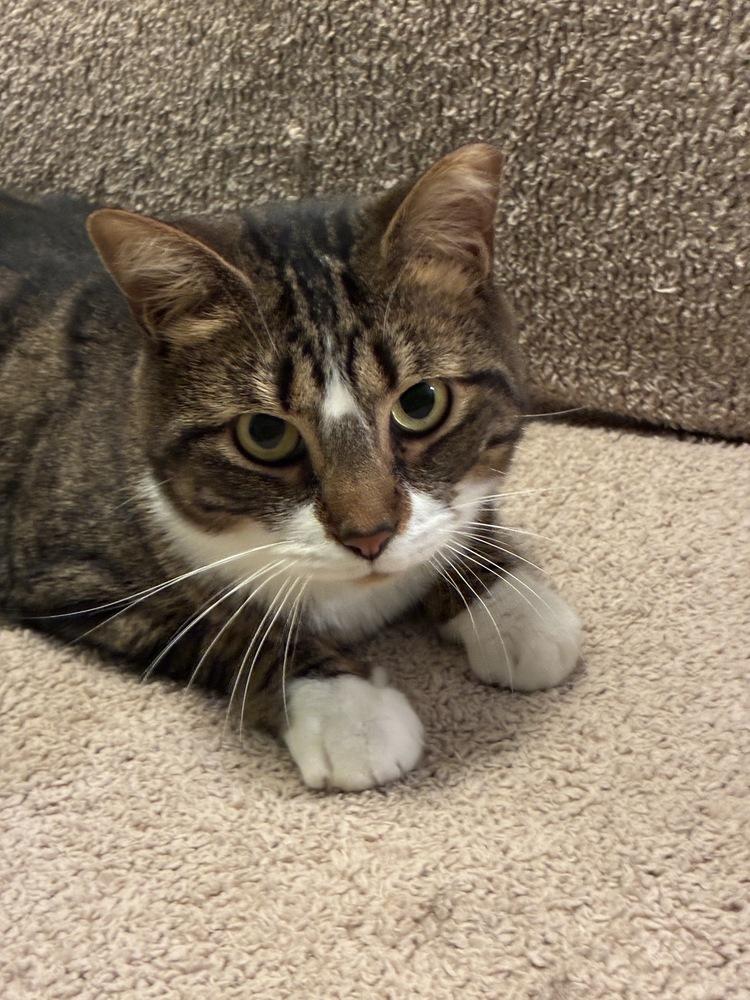 Wobbles, a Adoptable Domestic Short Hair in Randolph, MA image 3/3