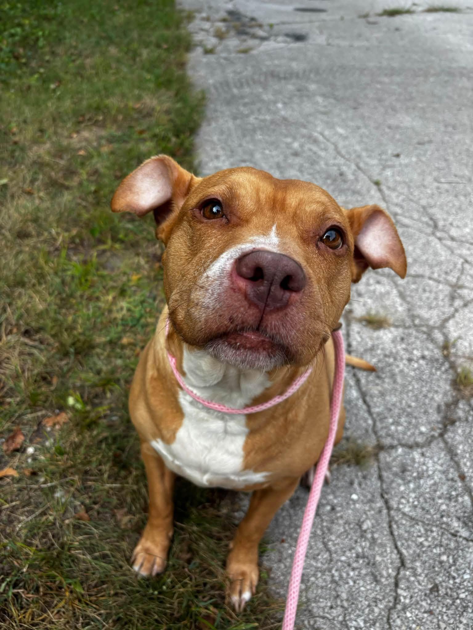 Enlarge MJ, a Adoptable mixed breed in Saint Charles, MO image 1/3