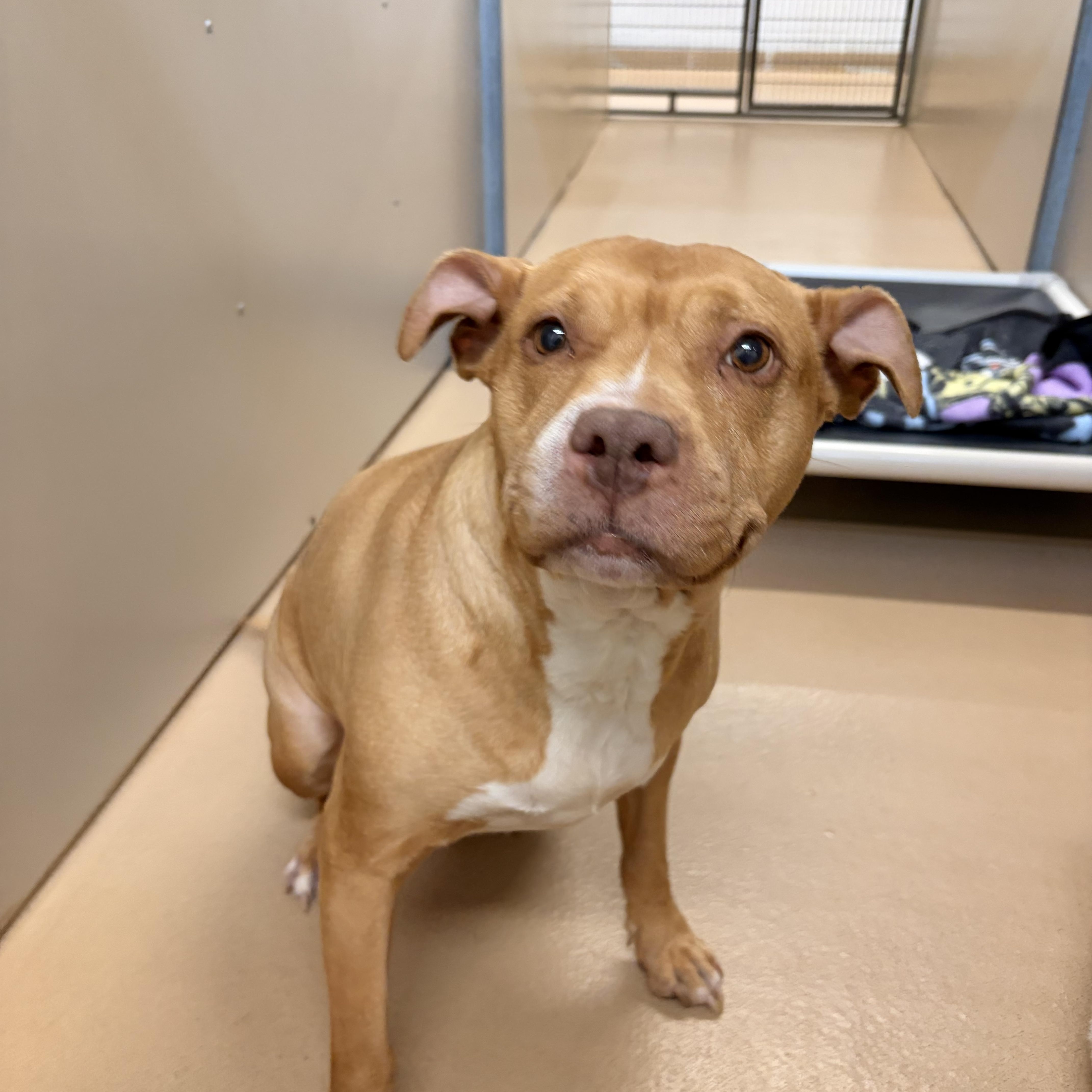 Enlarge MJ, a Adoptable mixed breed in Saint Charles, MO image 3/3
