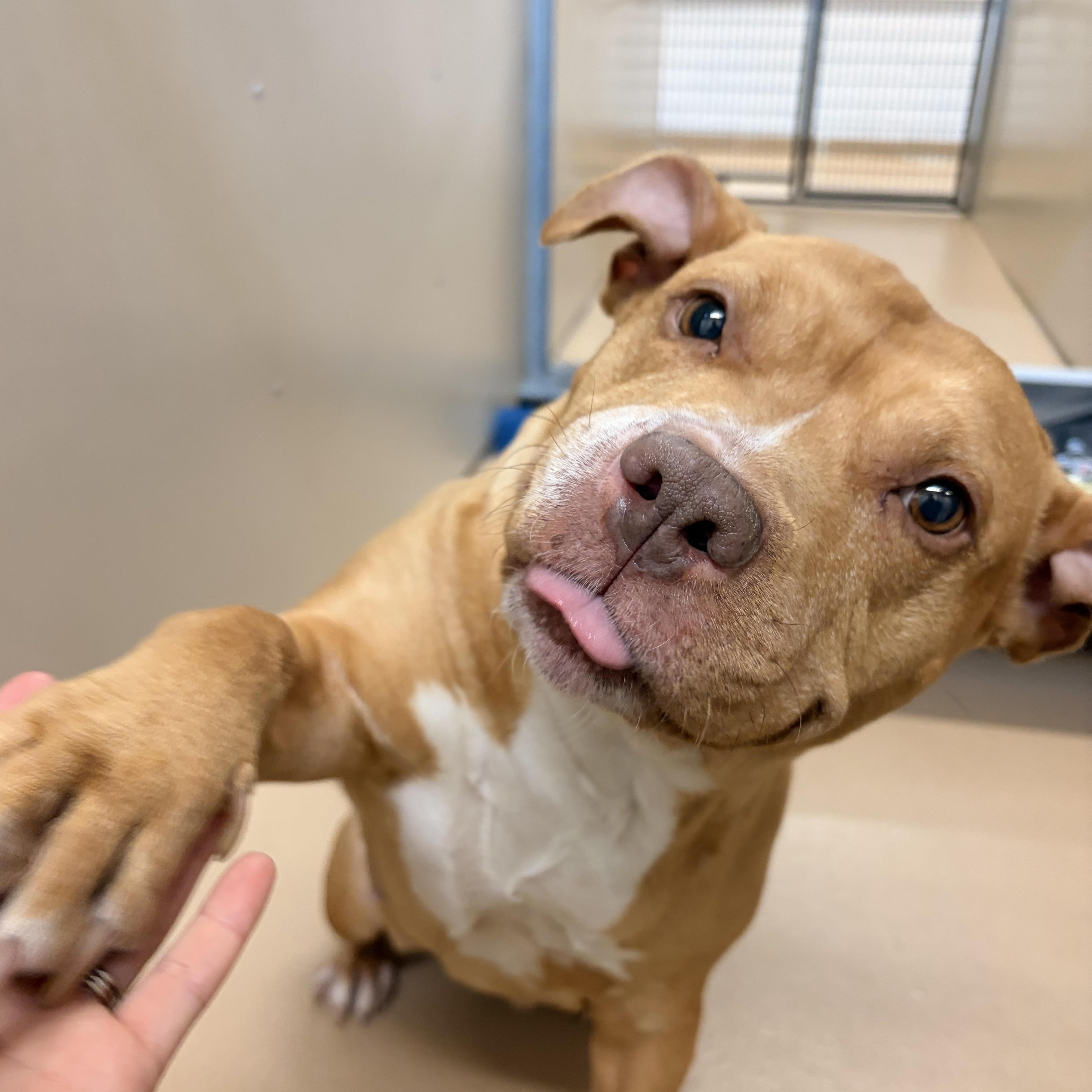 Enlarge MJ, a Adoptable mixed breed in Saint Charles, MO image 2/3