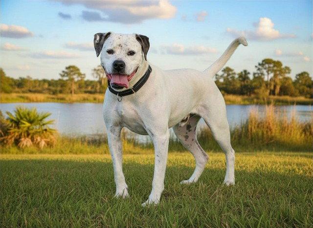 Enlarge PONGO, a Adoptable American Bulldog in Tavares, FL image 1/1