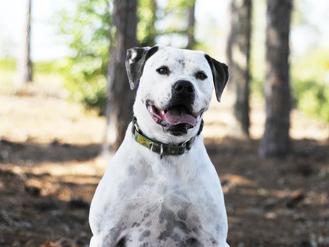 PONGO, Adoptable, Senior Male American Bulldog.