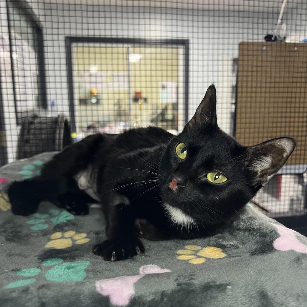 Laptop, Adoptable, Adult Female Domestic Short Hair.