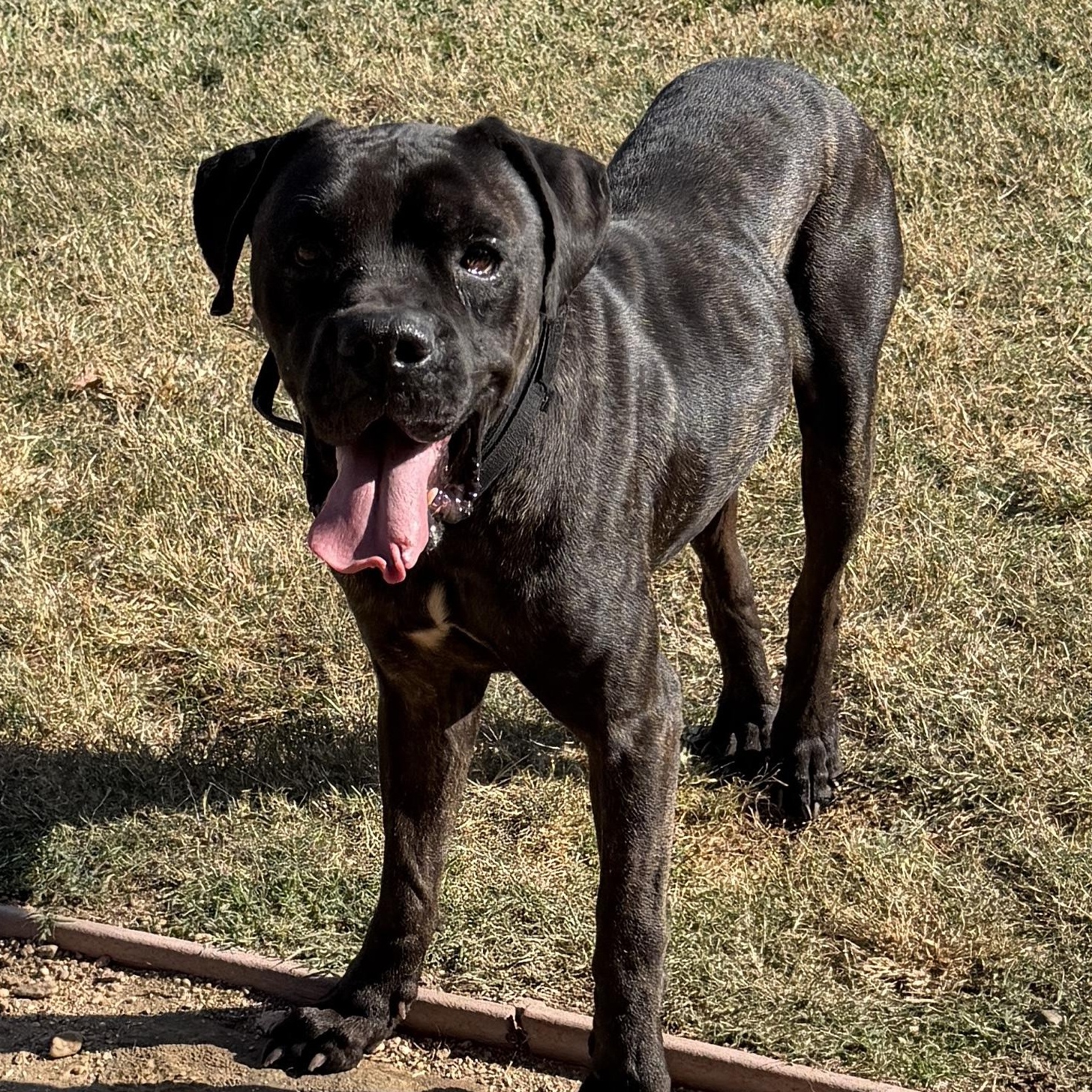 Rufio — thumbnail 2