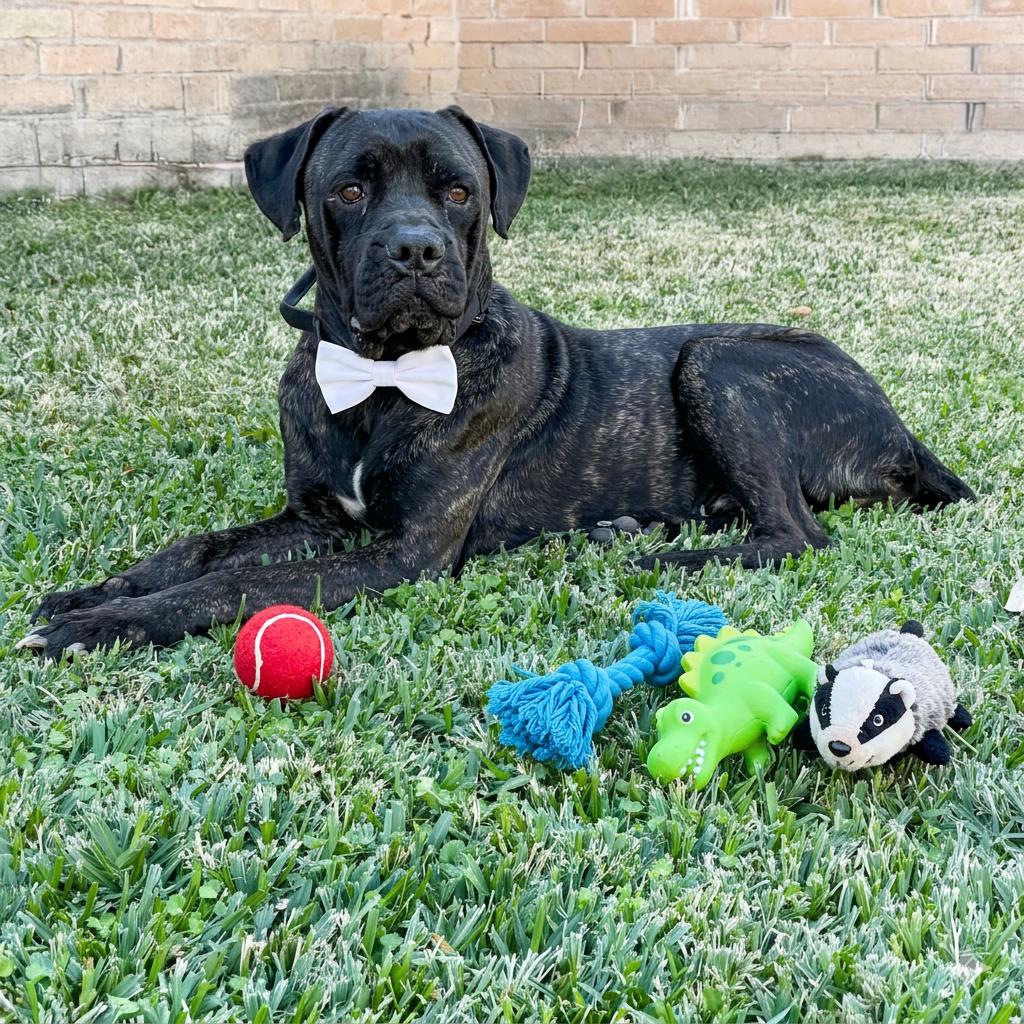 Rufio — thumbnail 4