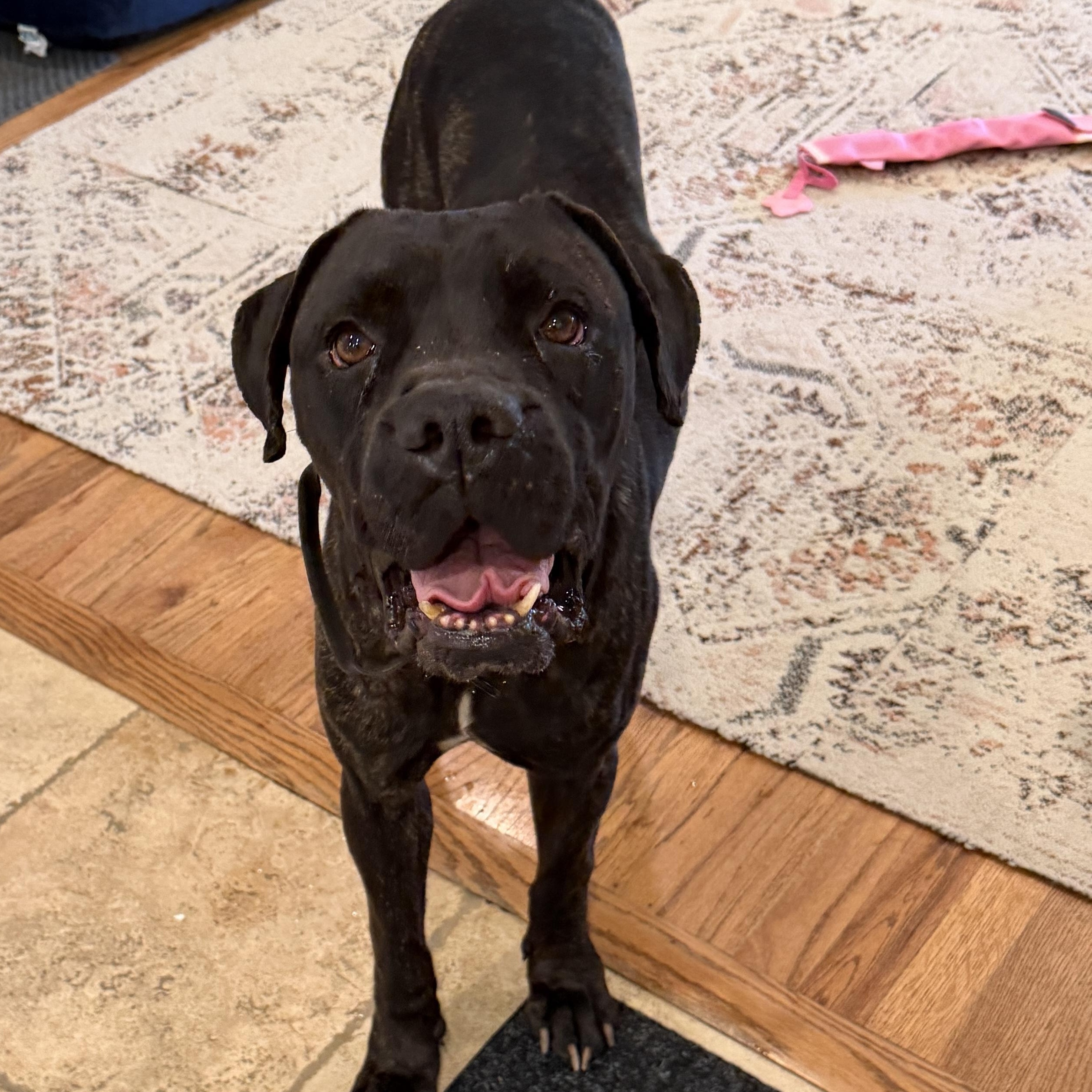 Rufio — thumbnail 6