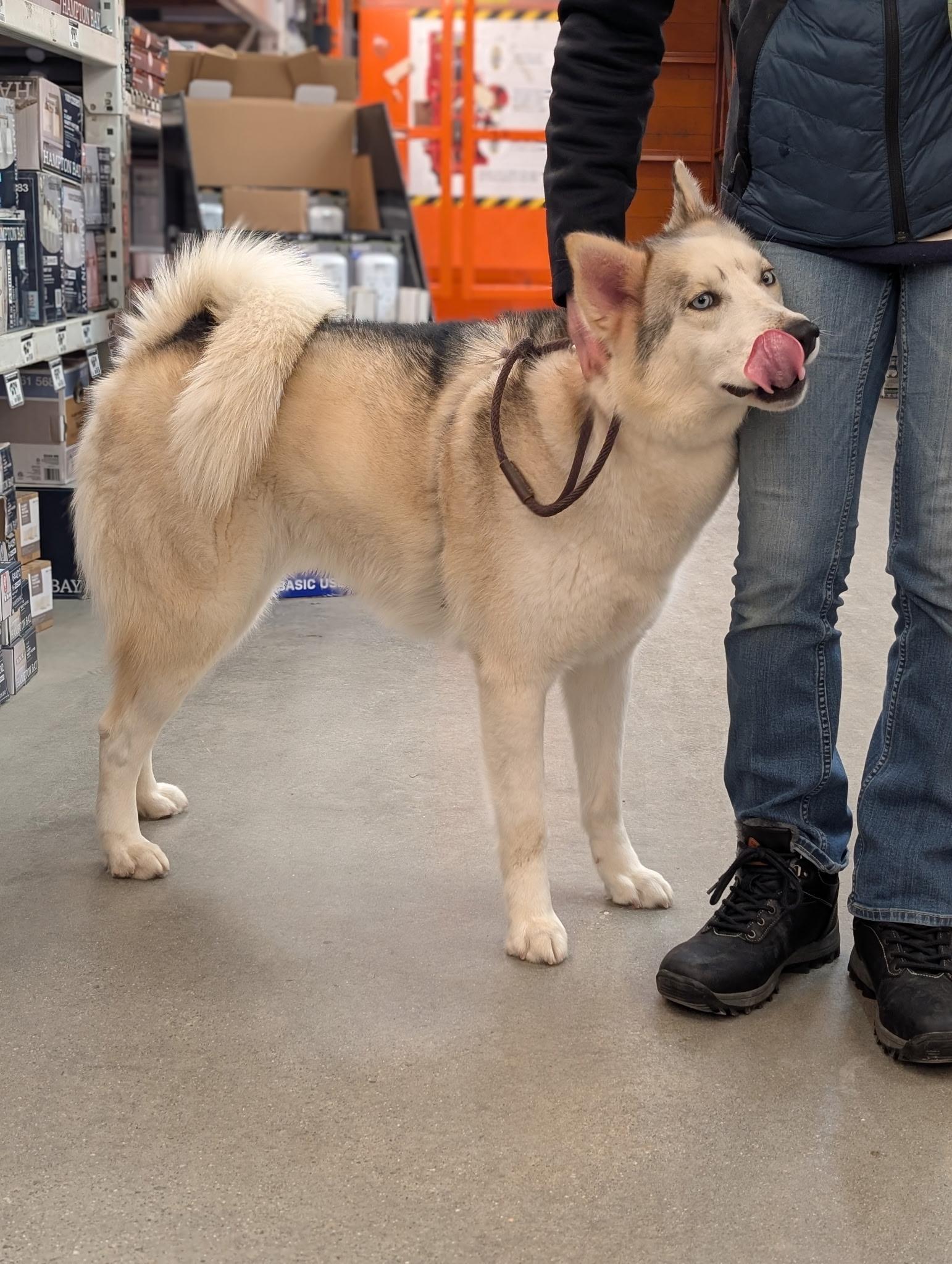 Enlarge Oshi, an adopted Siberian Husky in Mansfield Center, CT image 4/4