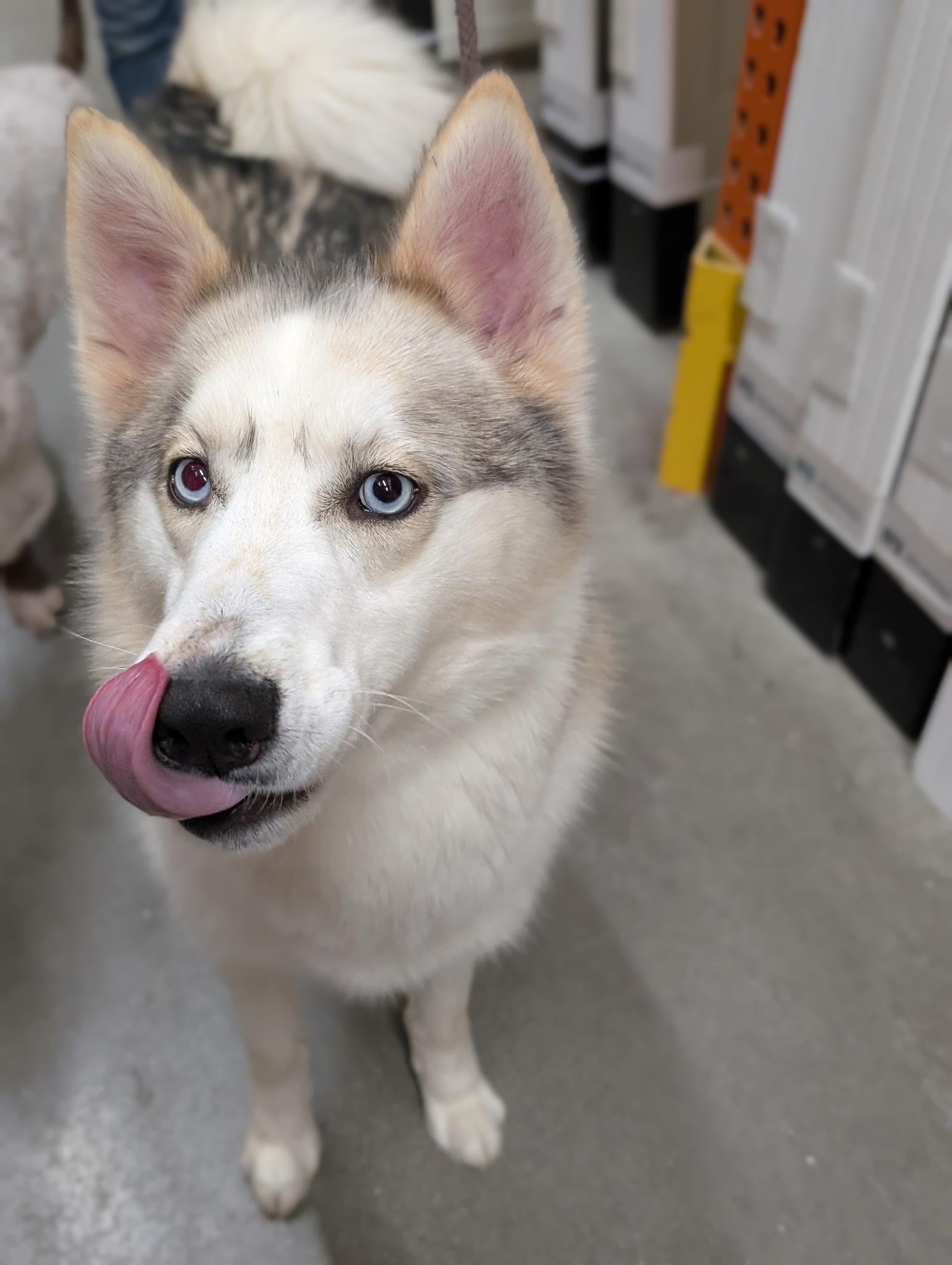 Enlarge Oshi, an adopted Siberian Husky in Mansfield Center, CT image 3/4