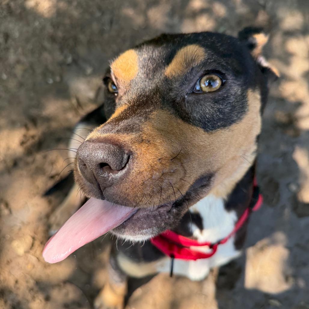 Hershey, Adoptable, Young Male Mixed Breed.