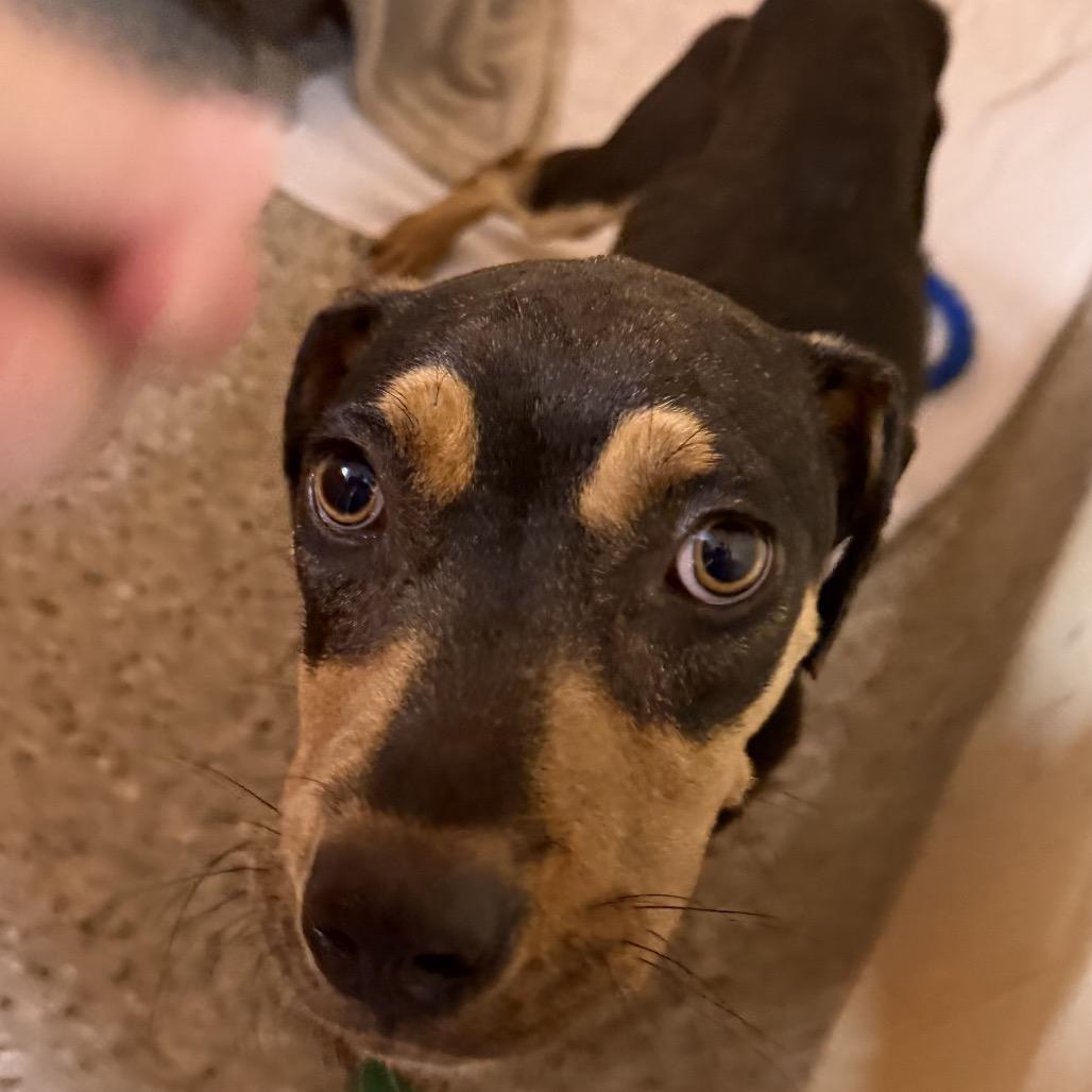 Enlarge Hershey, a Adoptable Mixed Breed in Pensacola, FL image 2/6