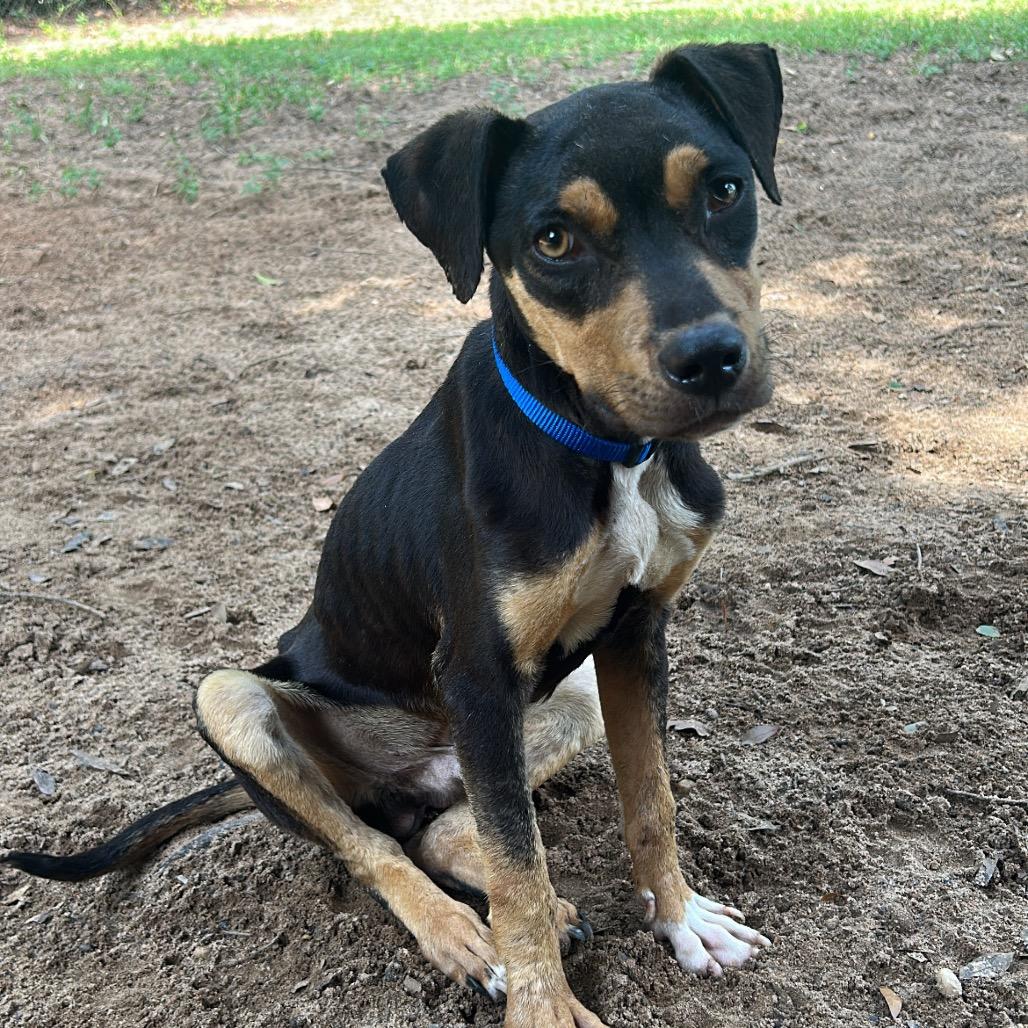 Enlarge Hershey, a Adoptable Mixed Breed in Pensacola, FL image 3/6
