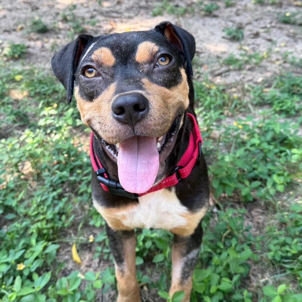 Enlarge Hershey, a Adoptable Mixed Breed in Pensacola, FL image 4/6
