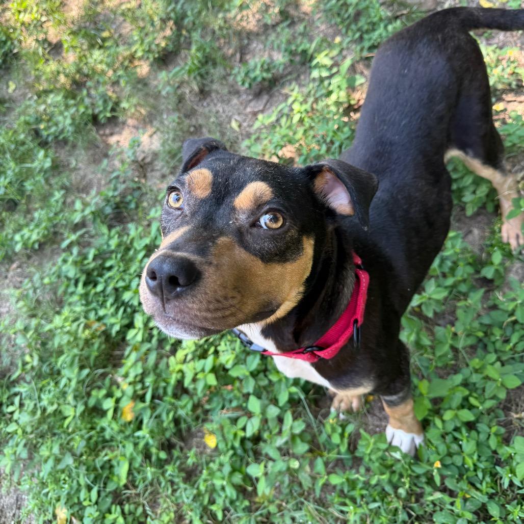 Enlarge Hershey, a Adoptable Mixed Breed in Pensacola, FL image 5/6