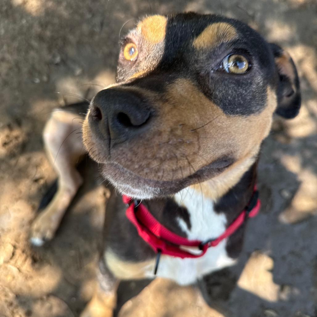 Enlarge Hershey, a Adoptable Mixed Breed in Pensacola, FL image 6/6