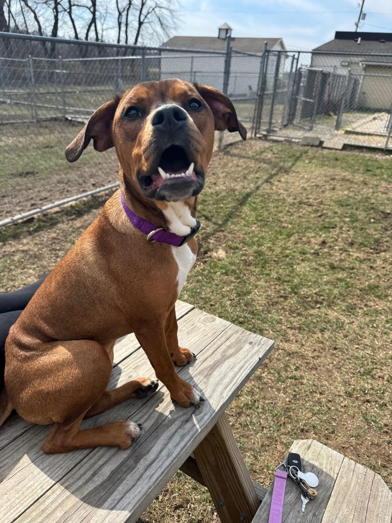 Enlarge Twix, a Adoptable Mixed Breed in Marion, OH image 1/6