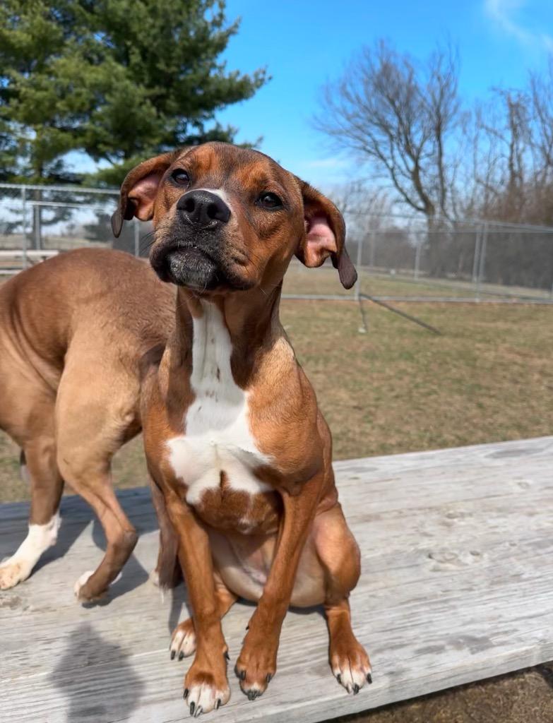 Enlarge Twix, a Adoptable Mixed Breed in Marion, OH image 4/6