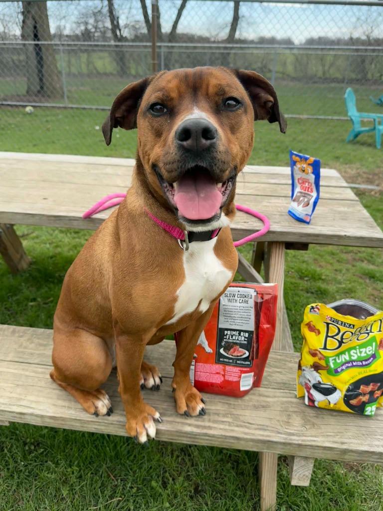 Enlarge Twix, a Adoptable Mixed Breed in Marion, OH image 5/6