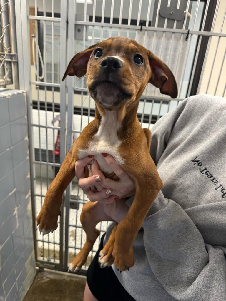 Enlarge Twix, a Adoptable Mixed Breed in Marion, OH image 6/6