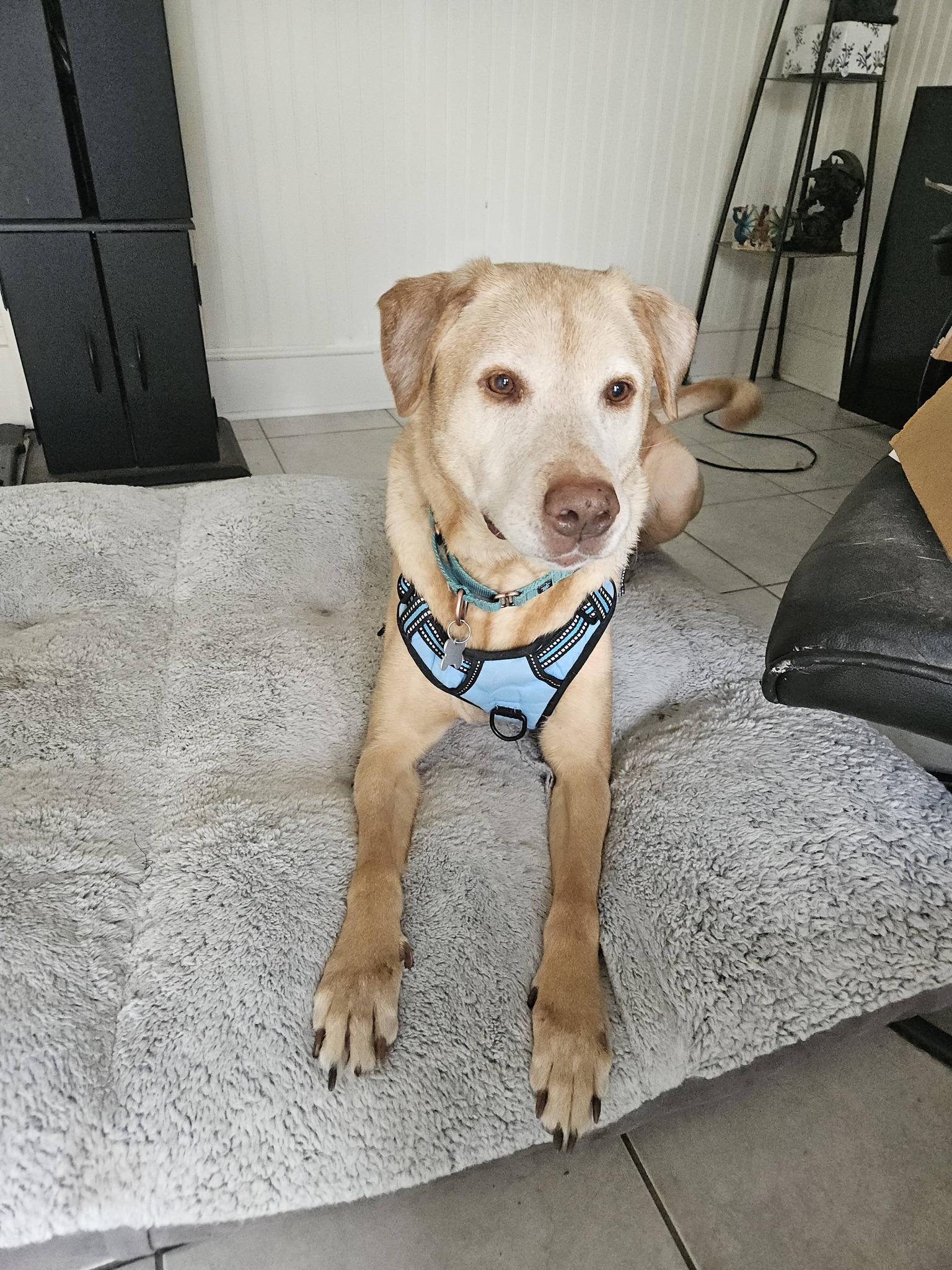 Charlamagne, a Adoptable mixed breed in Palatine, IL image 6/6