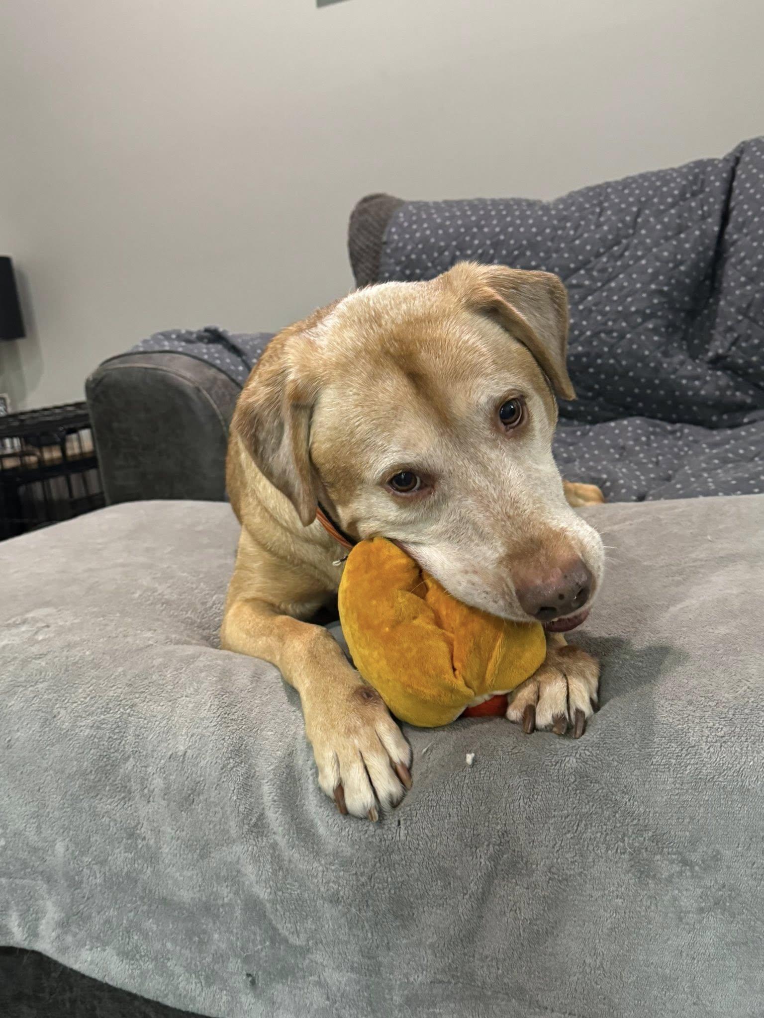 Charlamagne, Adoptable, Senior Male Retriever & Mixed Breed.