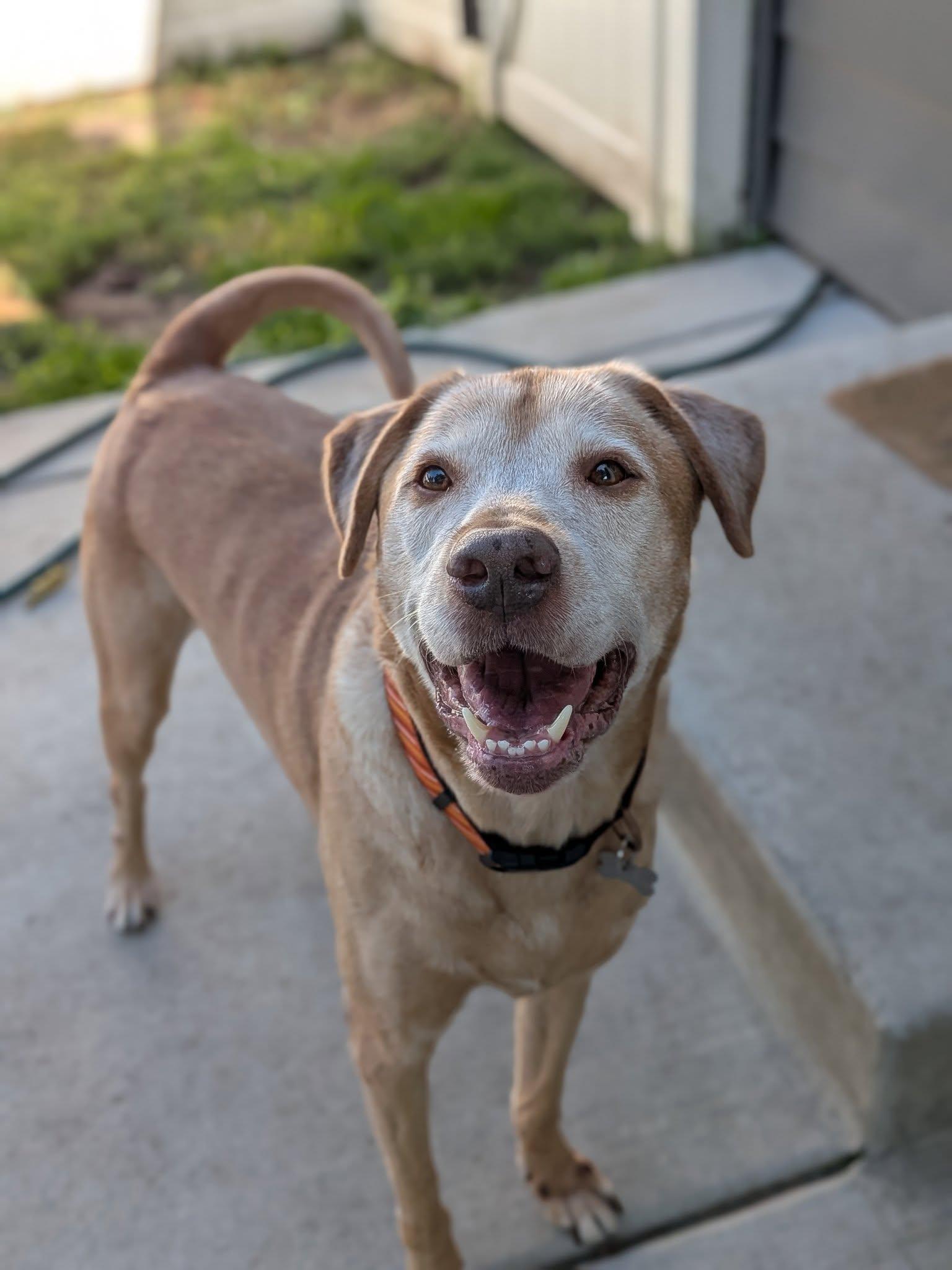 Charlamagne, a Adoptable mixed breed in Palatine, IL image 4/5