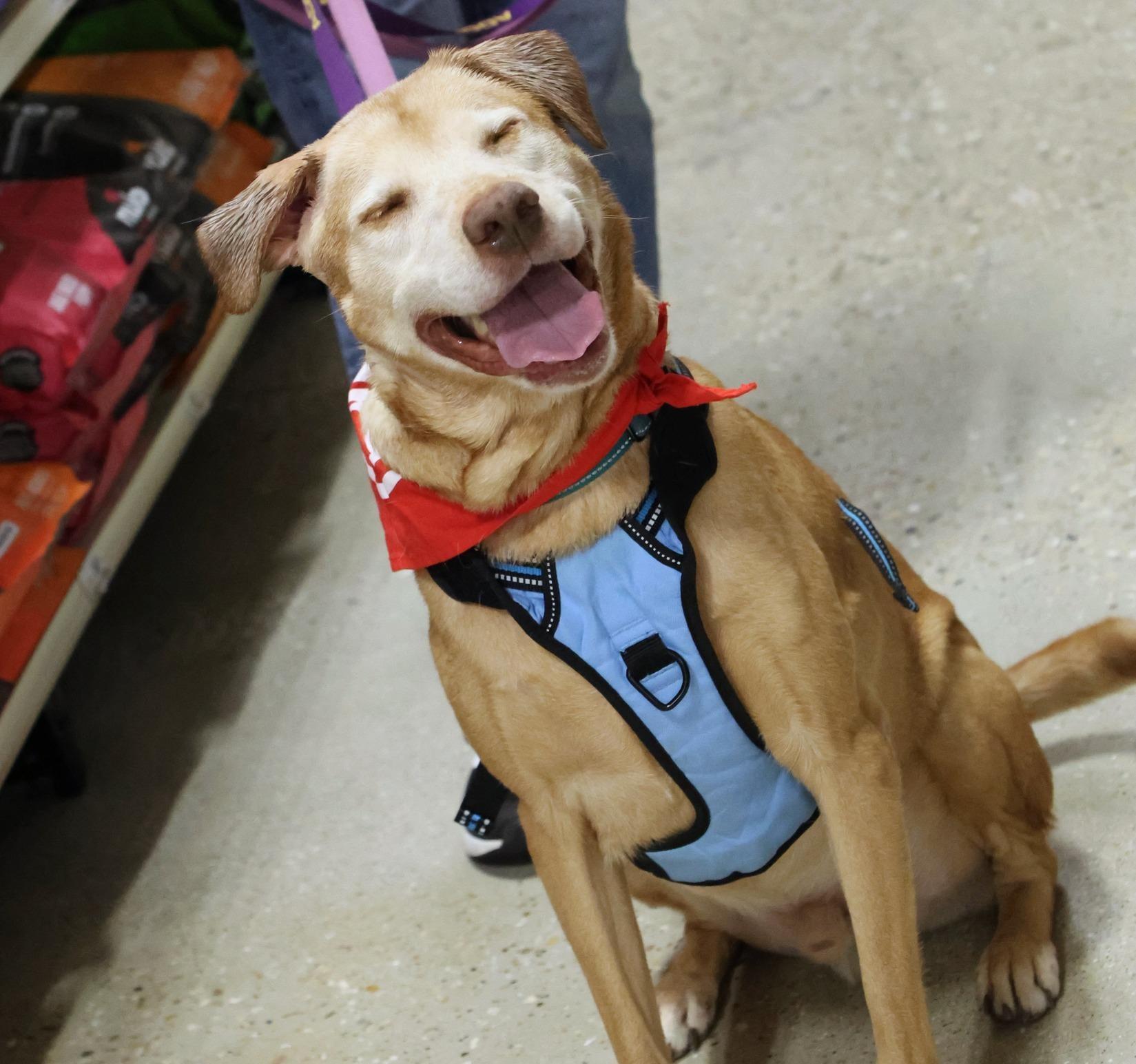 Charlamagne, Adoptable, Senior Male Retriever & Mixed Breed.