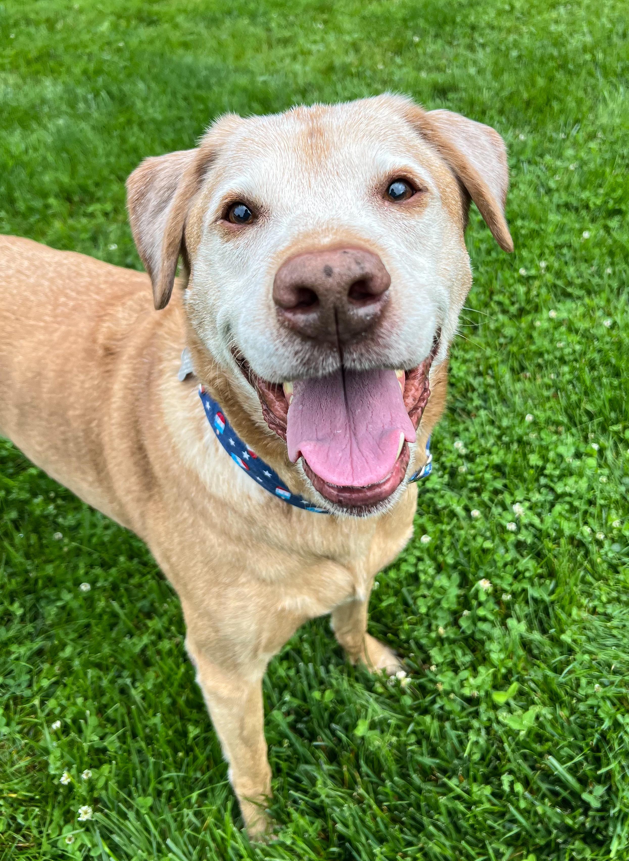 Charlamagne, Adoptable, Senior Male Retriever & Mixed Breed.