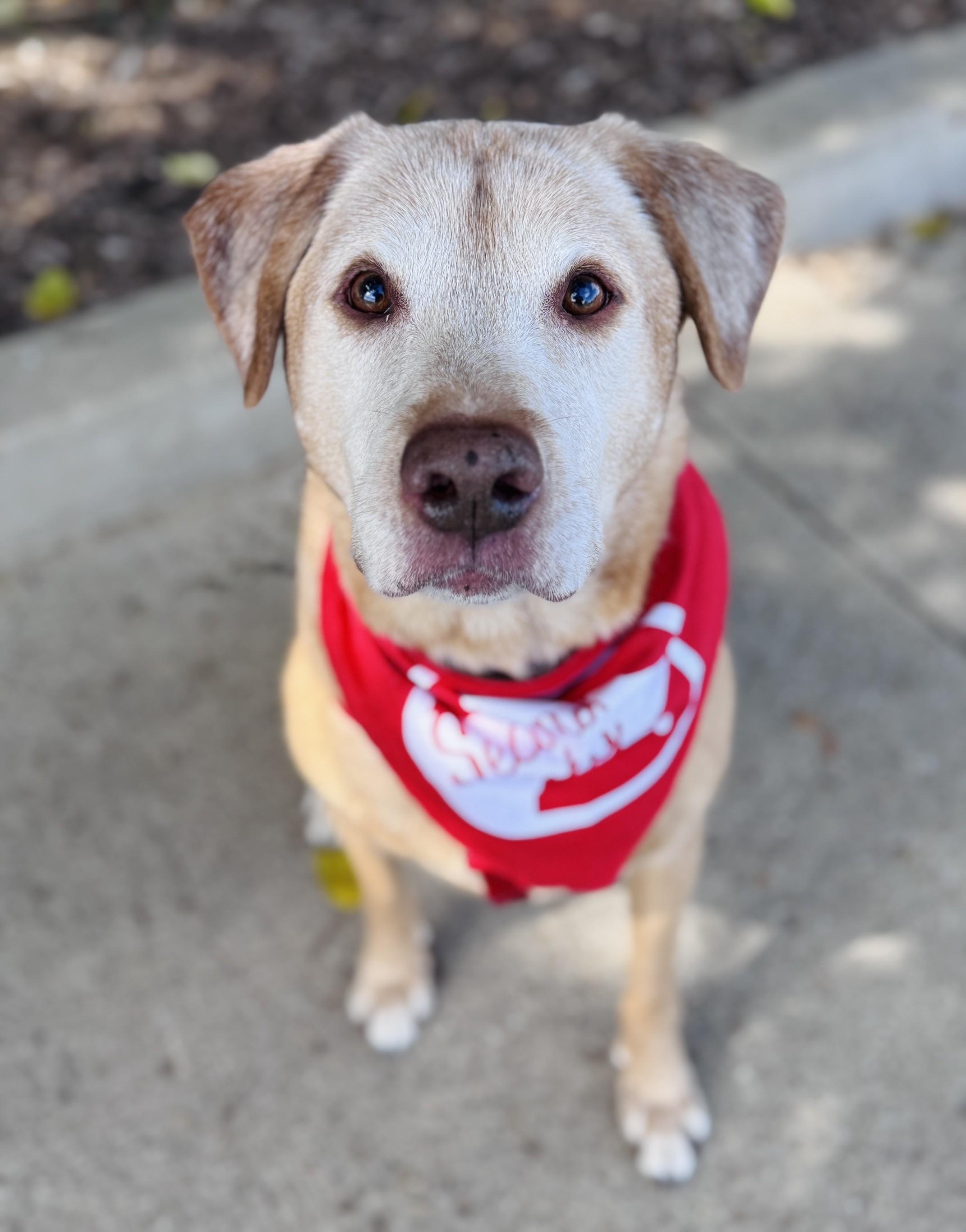 Enlarge Charlamagne, a Adoptable mixed breed in Palatine, IL image 4/6