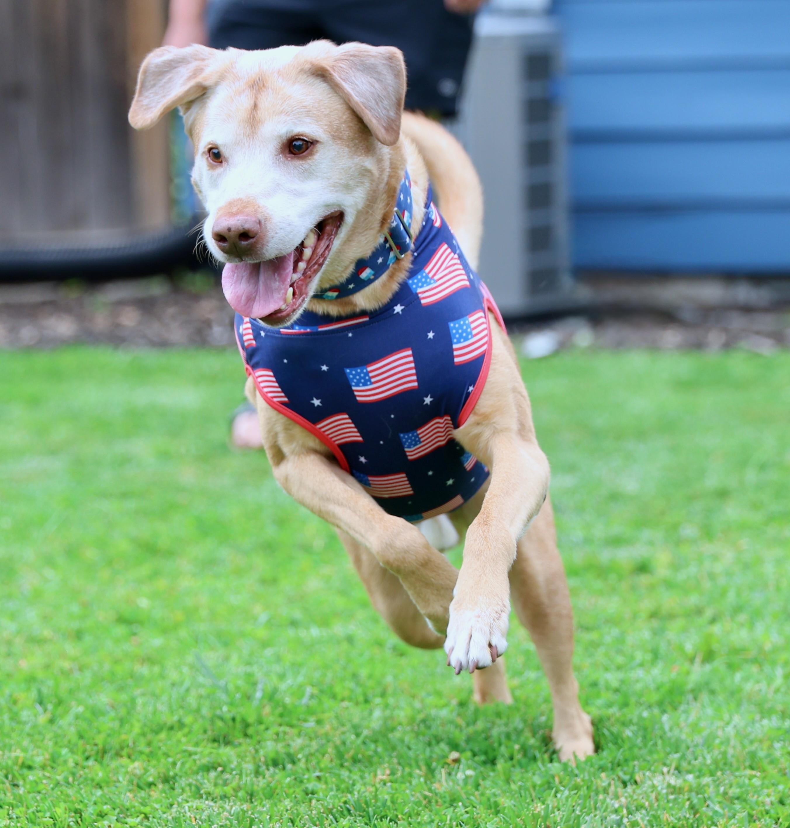 Charlamagne, a Adoptable mixed breed in Palatine, IL image 2/6