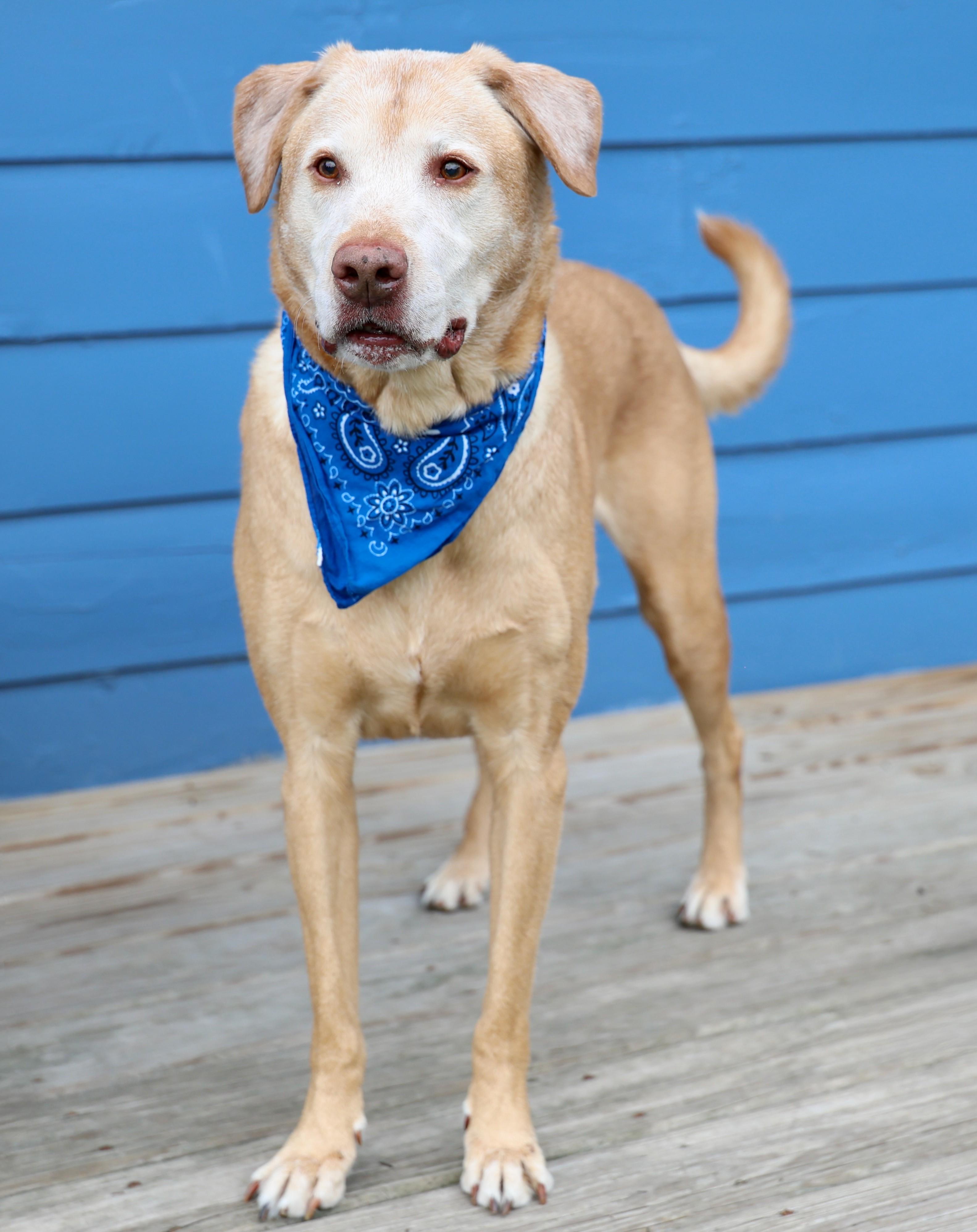 Charlamagne, a Adoptable mixed breed in Palatine, IL image 3/6