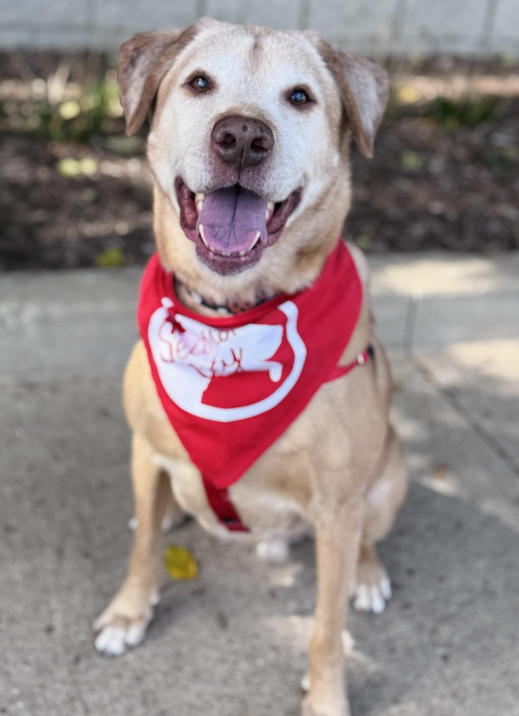Charlamagne, Adoptable, Senior Male Retriever & Mixed Breed.