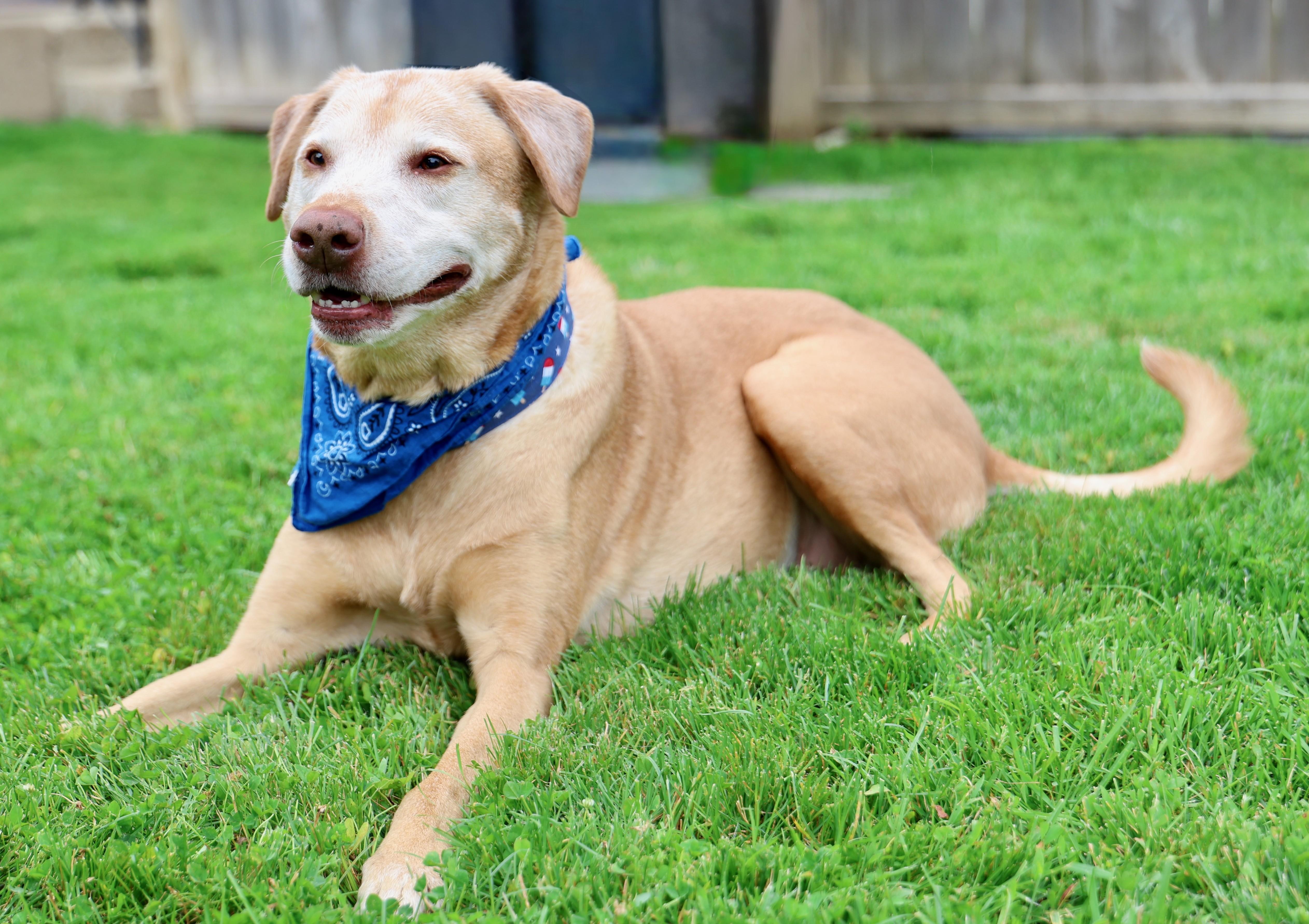 Charlamagne, a Adoptable mixed breed in Palatine, IL image 4/6