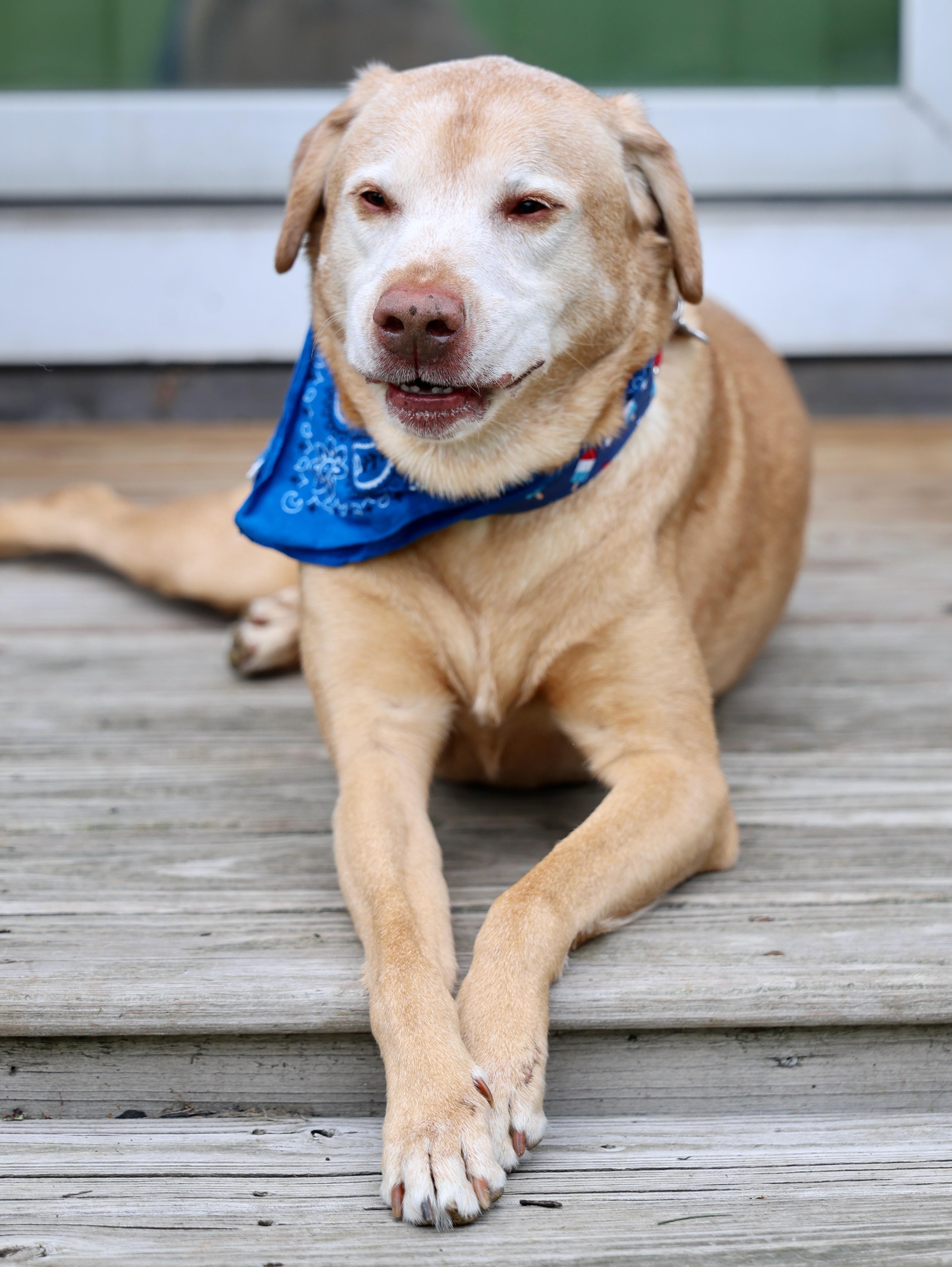 Charlamagne, a Adoptable mixed breed in Palatine, IL image 6/6
