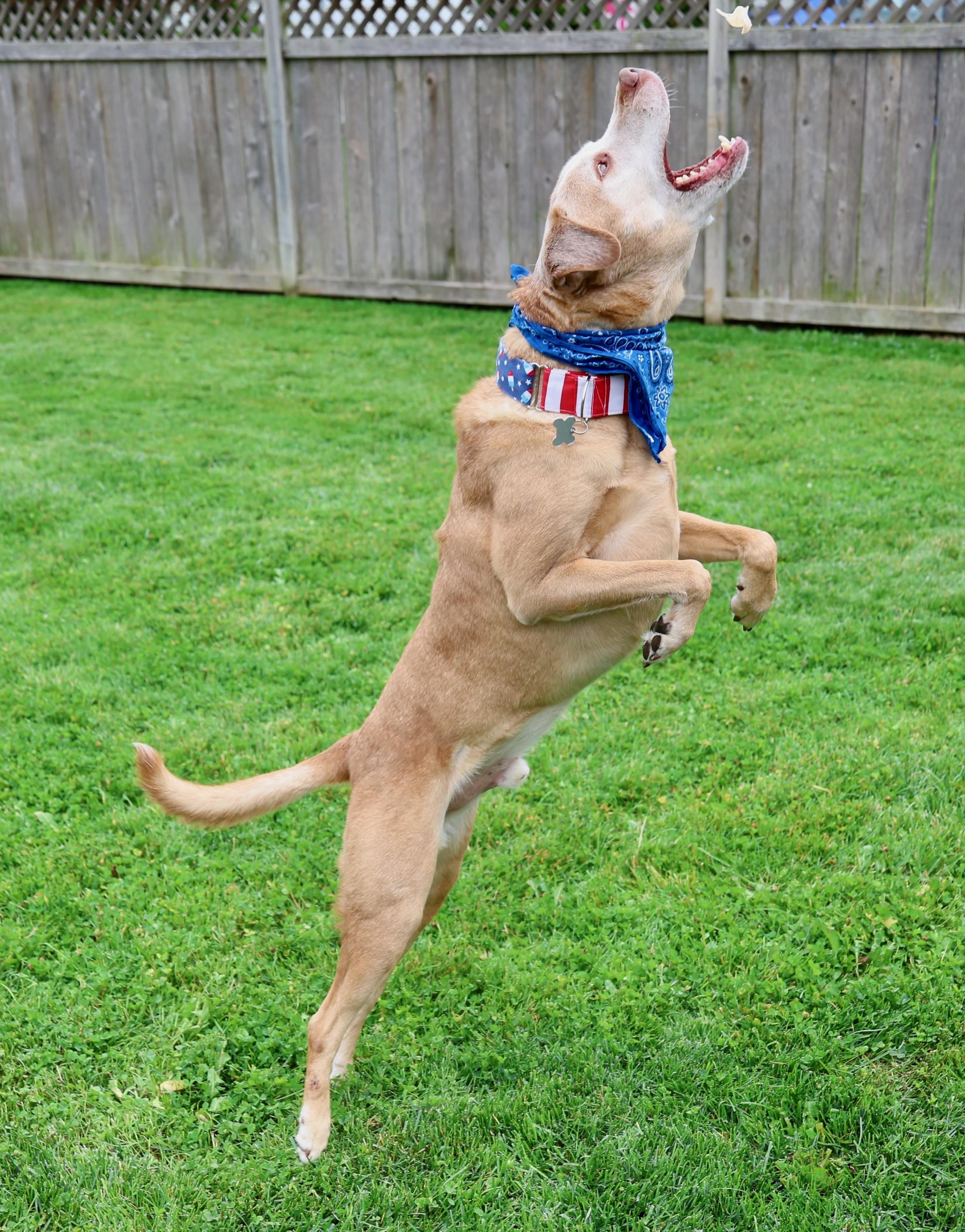 Charlamagne, a Adoptable mixed breed in Palatine, IL image 5/6