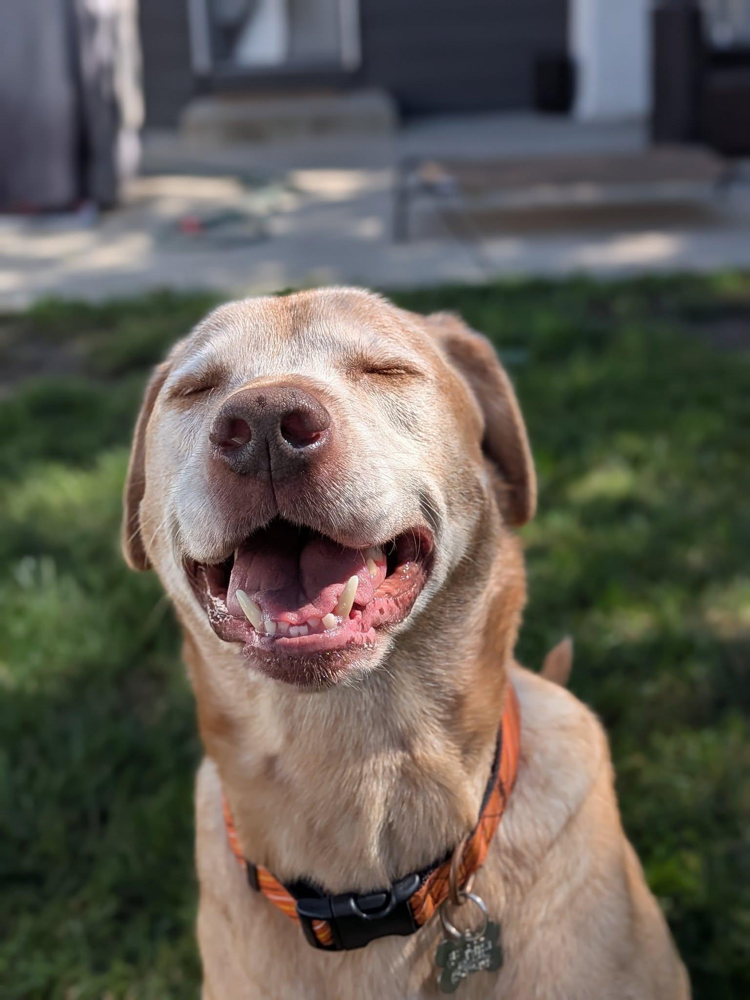Charlamagne, a Adoptable mixed breed in Palatine, IL image 5/5