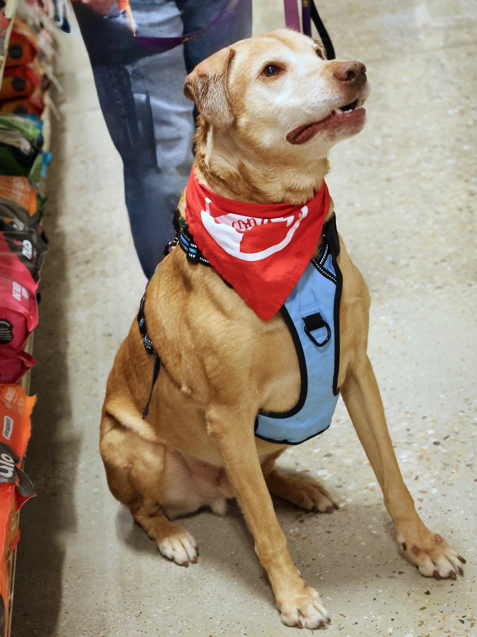 Charlamagne, a Adoptable mixed breed in Palatine, IL image 3/5