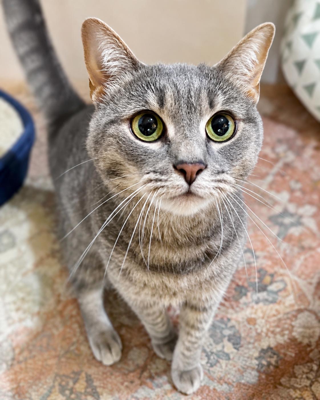 Enlarge Tid Bit, a Adoptable Domestic Short Hair in Rixeyville, VA image 1/1